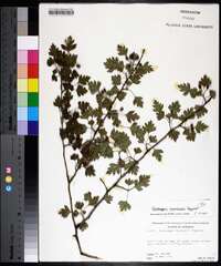 Crataegus marshallii image