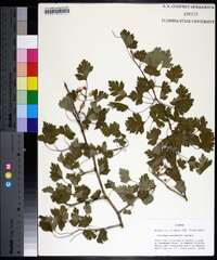 Crataegus marshallii image