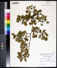 Crataegus marshallii image