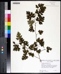 Crataegus marshallii image