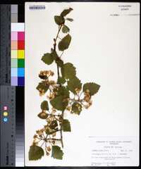 Crataegus mollis image