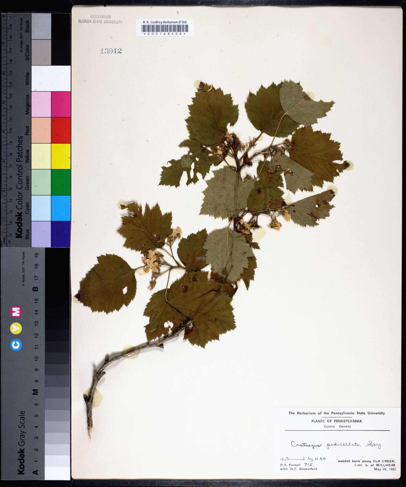 Crataegus pedicellata image