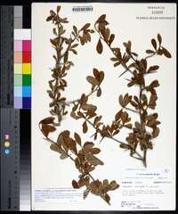 Crataegus crus-galli var. pyracanthifolia image