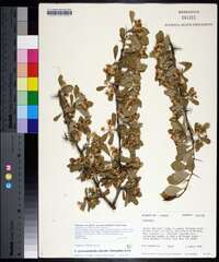 Crataegus crus-galli var. pyracanthifolia image