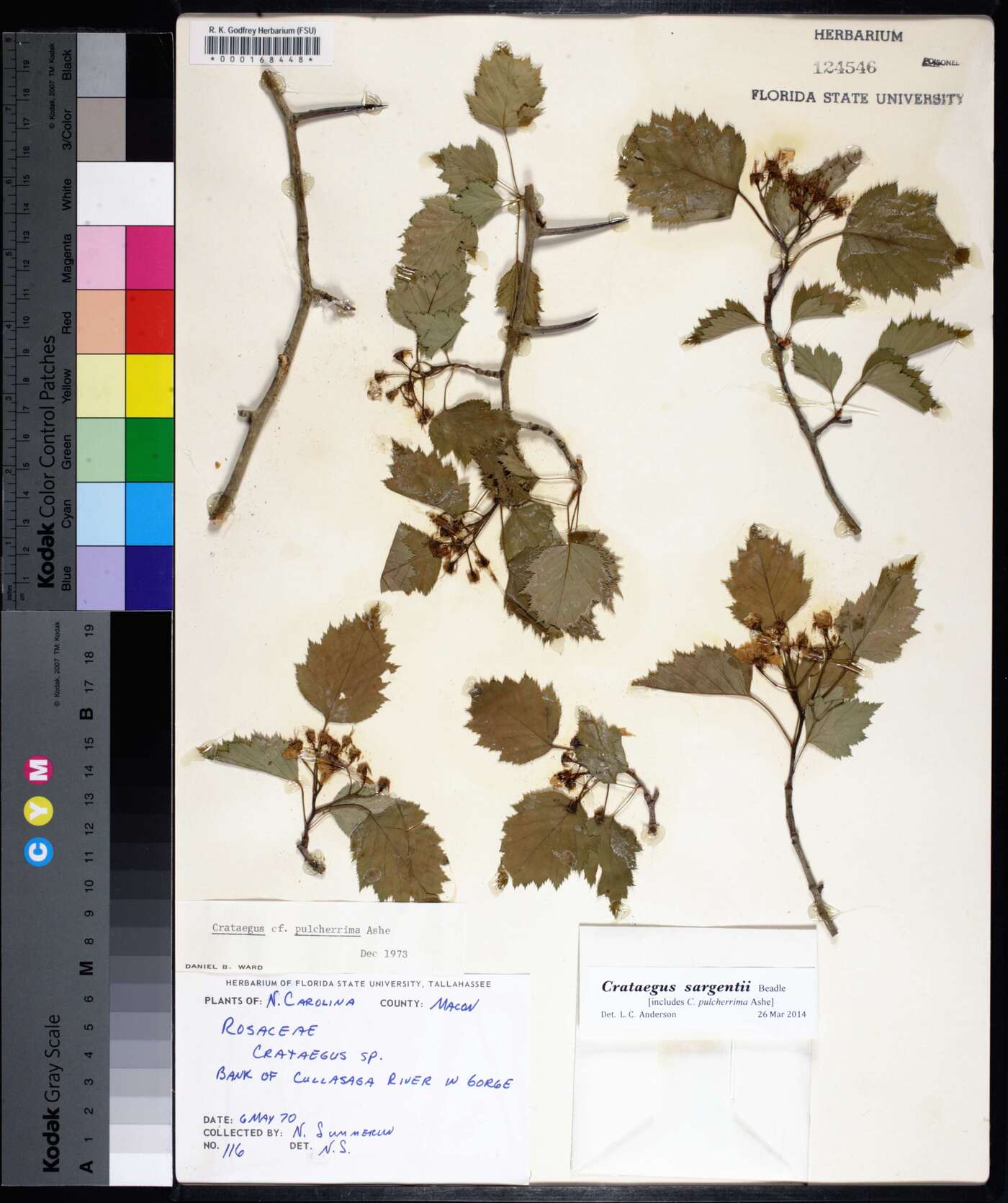 Crataegus sargentii image
