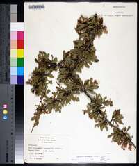 Crataegus spathulata image