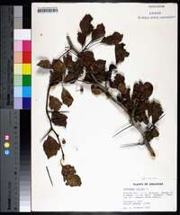 Crataegus viridis image