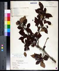 Crataegus viridis image