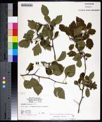 Crataegus viridis image