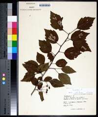 Crataegus viridis image