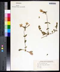 Phlox stolonifera image