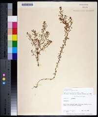 Lysimachia arvensis image