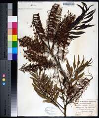 Grevillea robusta image