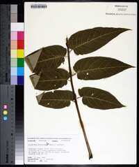 Ailanthus altissima image