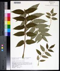 Ailanthus altissima image