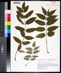 Ailanthus altissima image