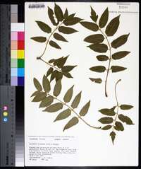 Ailanthus altissima image