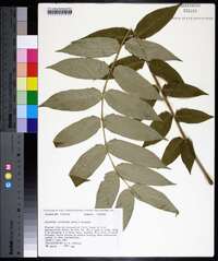 Ailanthus altissima image