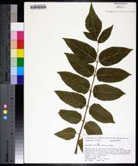 Ailanthus altissima image