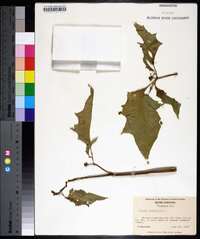 Datura stramonium image