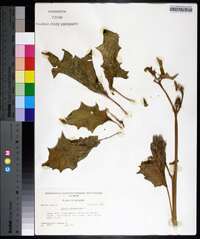 Datura stramonium image