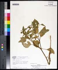 Physalis longifolia image