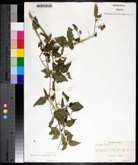 Solanum americanum image