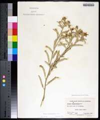 Solanum elaeagnifolium image
