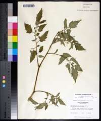 Solanum lycopersicum image