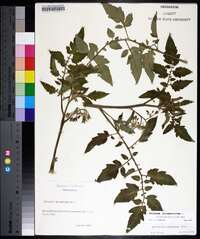 Solanum lycopersicum image