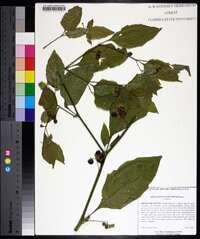 Solanum ptychanthum image