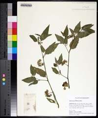 Solanum ptychanthum image