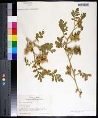 Solanum rostratum image