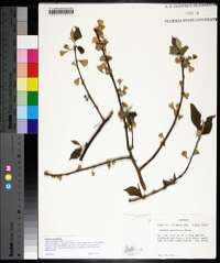 Halesia carolina image