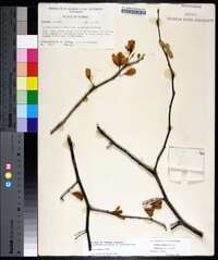 Halesia diptera image