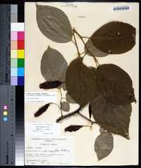 Halesia diptera image