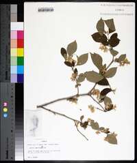 Styrax americanus image