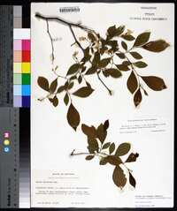 Styrax americanus image