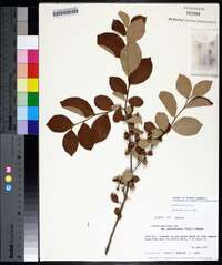 Styrax americanus image