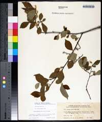 Styrax americanus image