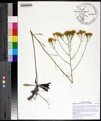 Bigelowia nudata subsp. nudata image