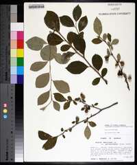 Styrax americanus image