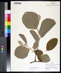 Styrax grandifolius image