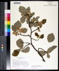 Styrax grandifolius image