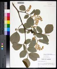 Styrax grandifolius image