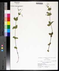 Galium circaezans image