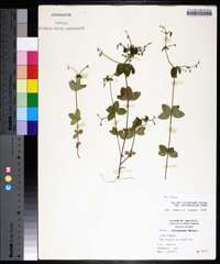 Galium circaezans image