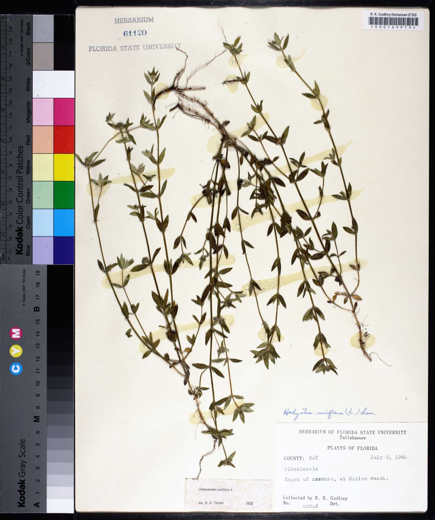 Oldenlandia uniflora image
