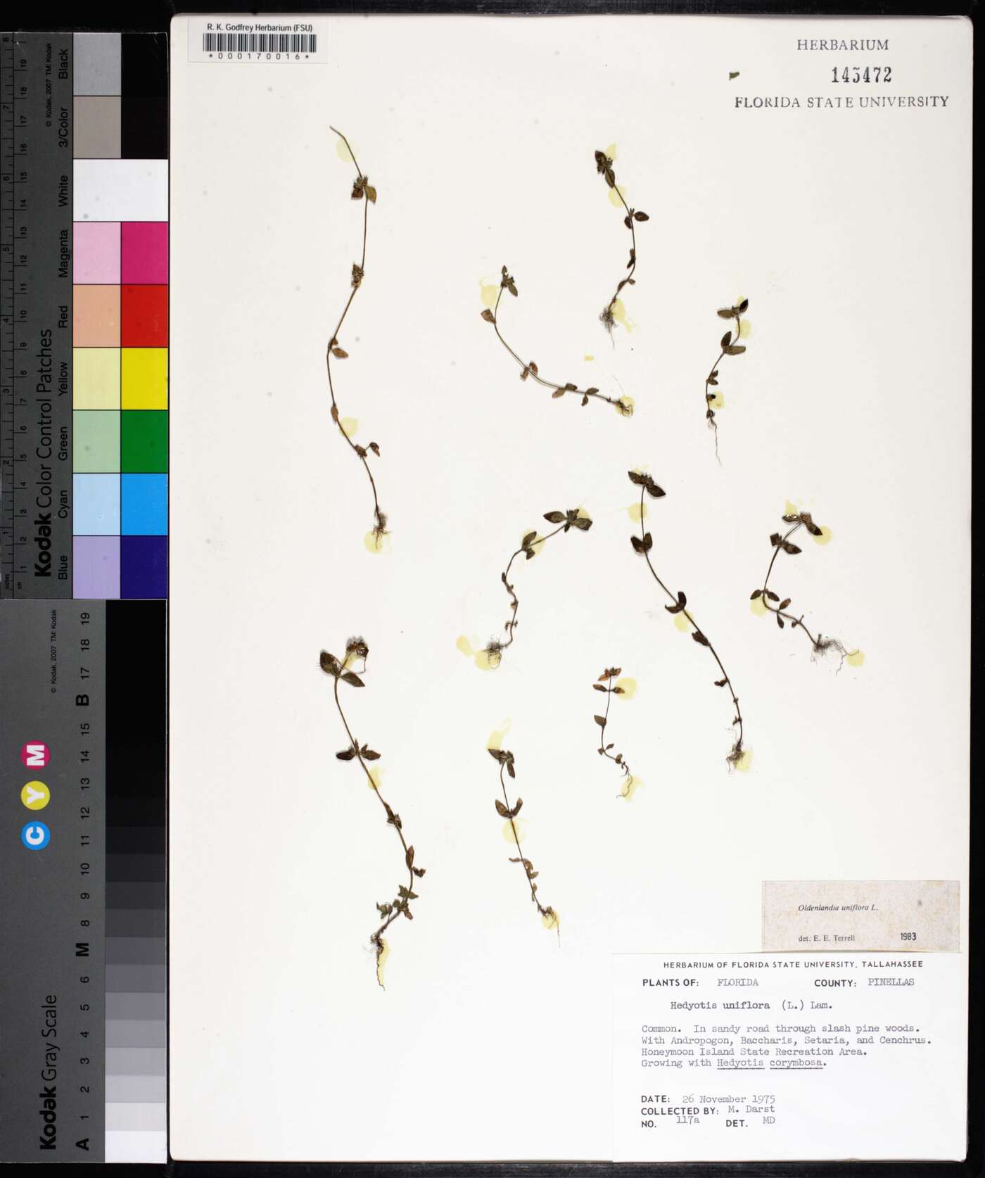 Oldenlandia uniflora image