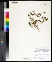 Oldenlandia uniflora image